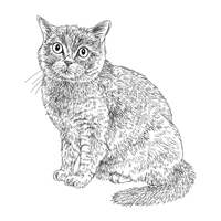 ブリティッシュショートヘア猫フリーイラスト