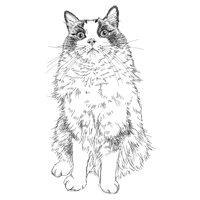 ラグドール猫フリー イラスト