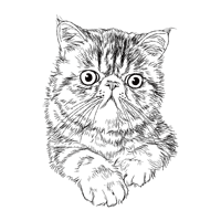 エキゾチックショートヘア 猫フリーイラスト