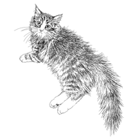 ノルウェージェンフォレストキャット フリー猫イラスト