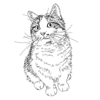 マンチカン フリー猫イラスト