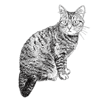 キジトラ フリー猫イラスト